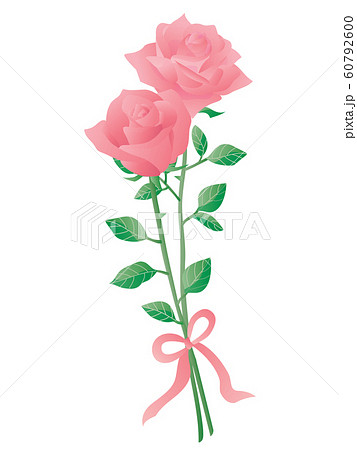 リボンで結んだピンクの2輪の薔薇のイラストのイラスト素材