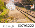 【京都】 蹴上インクラインの桜 【京都】 蹴上インクラインの桜 60793222