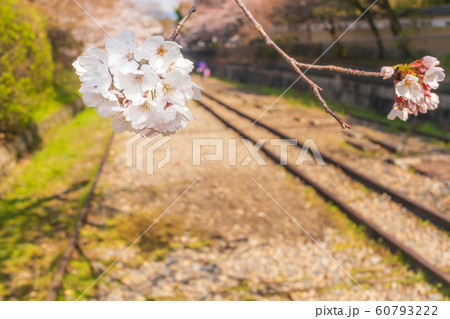 【京都】 蹴上インクラインの桜 【京都】 蹴上インクラインの桜 60793222