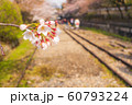 【京都】 蹴上インクラインの桜 【京都】 蹴上インクラインの桜 60793224