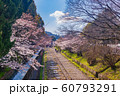 【京都】 蹴上インクラインの桜 【京都】 蹴上インクラインの桜 60793291