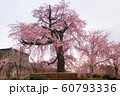 【京都】 円山公園の枝垂桜 【京都】 円山公園の枝垂桜 60793336