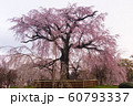 【京都】 円山公園の枝垂桜 【京都】 円山公園の枝垂桜 60793337