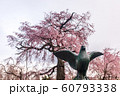 【京都】 円山公園の枝垂桜 【京都】 円山公園の枝垂桜 60793338