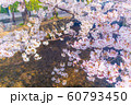 【京都】 高瀬川の桜 【京都】 高瀬川の桜 60793450