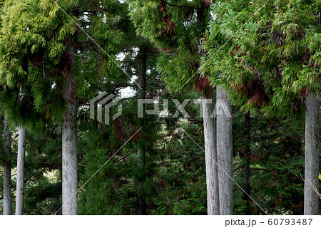紀伊山地の杉林 60793487