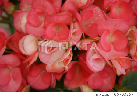 ベゴニア ベゴニア 60793557