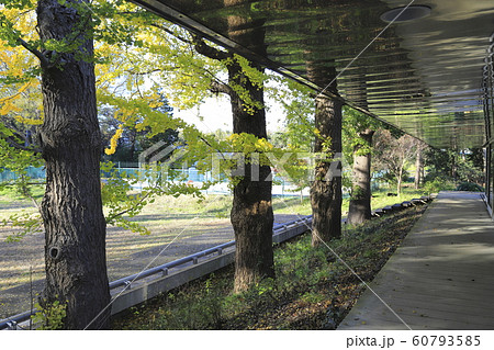 千葉大学 松戸キャンパス 千葉大学 松戸キャンパス 60793585