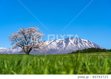 小岩井農場の一本桜 雫石町 岩手 山 東北 観光 有名 名所 観光スポット 定番 観光地 旅行 旅の写真素材