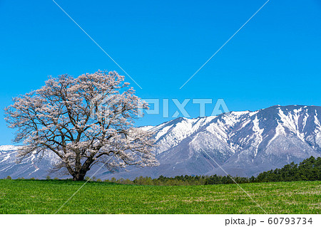 小岩井農場の一本桜 雫石町 岩手 山 東北 観光 有名 名所 観光スポット 定番 観光地 旅行 旅の写真素材