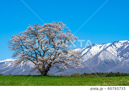 小岩井農場の一本桜　雫石町　岩手　山　東北　観光　有名　名所　観光スポット　定番　観光地　旅行　旅 60793735
