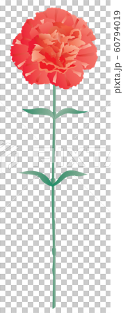 一支紅色康乃馨 一支紅色康乃馨 60794019