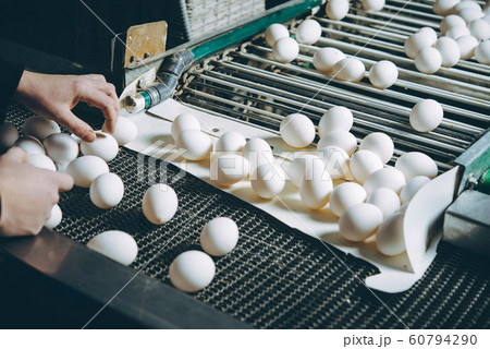 egg factory plant agriculture poultry chicken farm 60794290