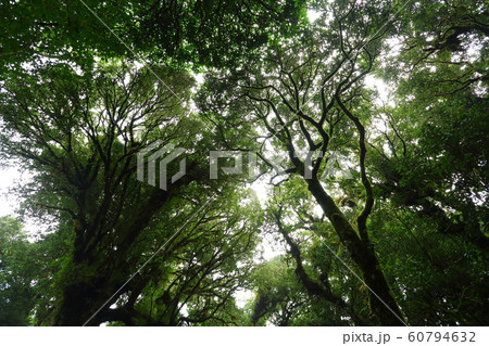 sunlight throught green moss on nature tree of greenery rainforest jungle 60794632