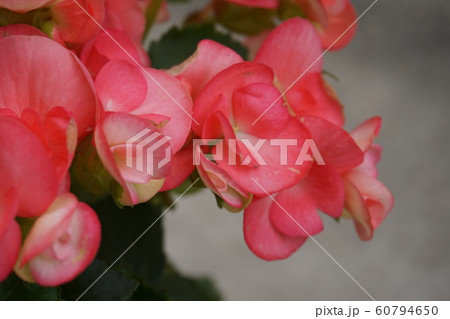 ベゴニア ベゴニア 60794650