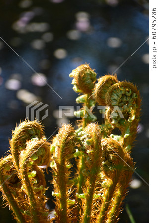 池のほとりのコゴミ 60795286