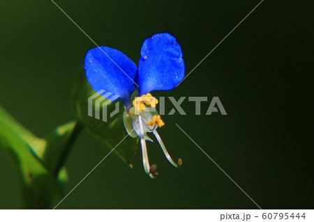 ツユクサ ツユクサ 60795444