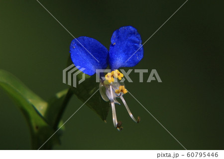 ツユクサ ツユクサ 60795446