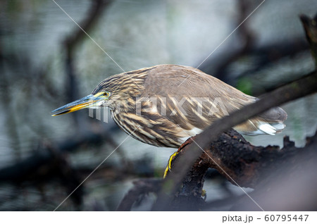 Indian Pond Heron or Ardeola grayii stalk on prey from perched at edge of water body at keoladeo national park or bird sanctuary, bharatpur, rajasthan, india 60795447