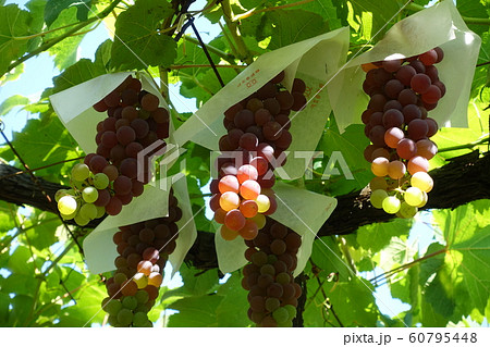 ブドウ　デラウェア 60795448