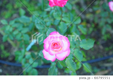 バラの花 ニコール バラの花 ニコール 60795551