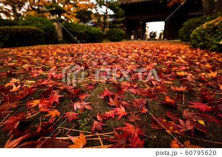 天徳院の紅葉 天徳院の紅葉 60795620