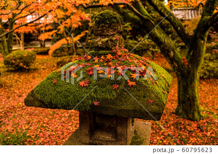 天徳院の紅葉 天徳院の紅葉 60795623