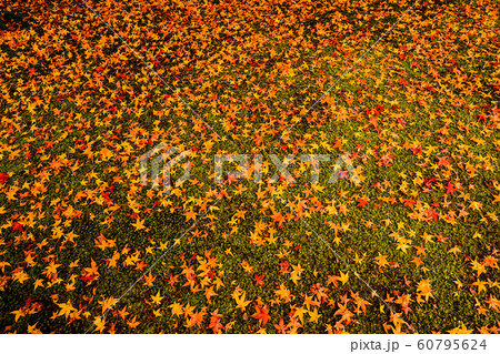 天徳院の紅葉 天徳院の紅葉 60795624