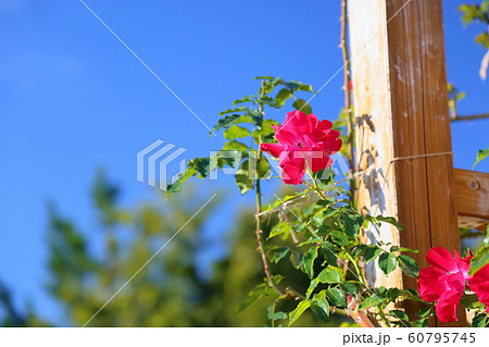 バラの花 ドルトムントの写真素材