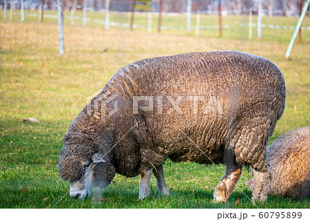 札幌 羊ヶ丘展望台 羊 札幌 羊ヶ丘展望台 羊 60795899
