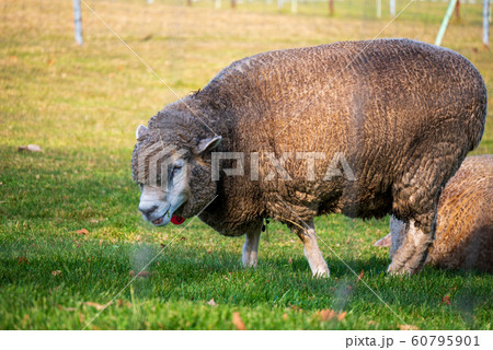 札幌　羊ヶ丘展望台　羊 60795901