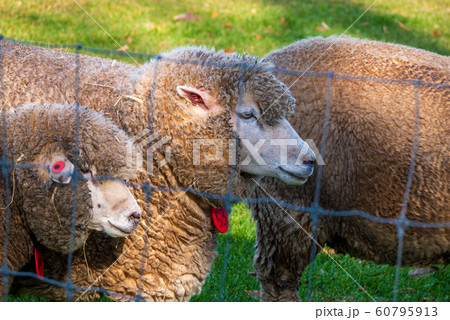 札幌 羊ヶ丘展望台 羊 札幌 羊ヶ丘展望台 羊 60795913