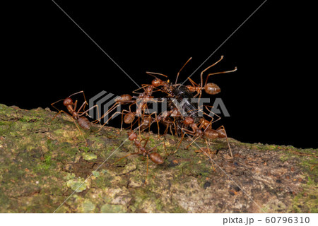 Ants carrying Kill, Garo Hills, Meghalaya, India 60796310