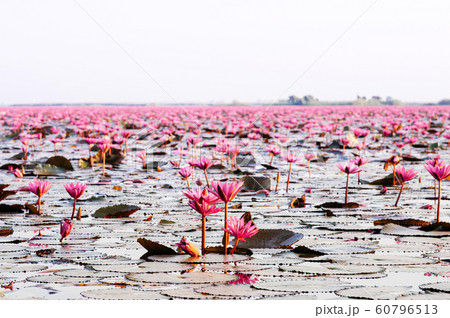 Pink lotus water lilies full bloom under morning sky Pink lotus water lilies full bloom under morning sky 60796513