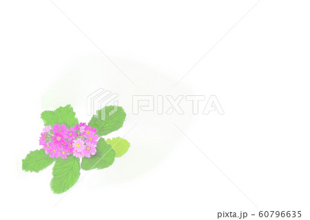 花・マラコイデス・ピンク・サクラ草・余白大 花・マラコイデス・ピンク・サクラ草・余白大 60796635