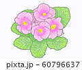 花・プリムラ・ジュリアン・サクラ草・ピンク 60796637