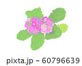 花・マラコイデス・ピンク・サクラ草 60796639