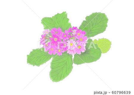 花・マラコイデス・ピンク・サクラ草 60796639
