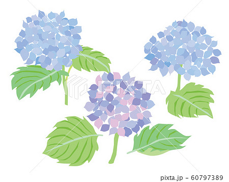 青紫のアジサイの花のイラストのイラスト素材
