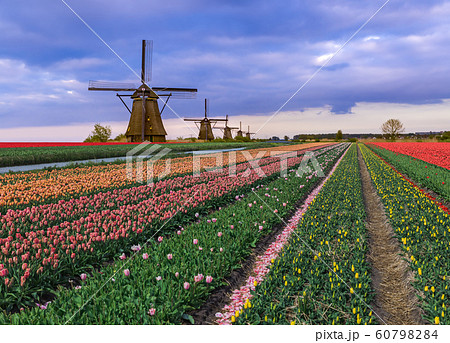 Windmills and flowers in Netherlands 60798284