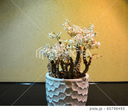 Flower pots displayed in the vintage house 60798493