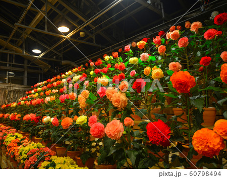 Flowers blooming in greenhouse at night 60798494