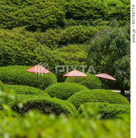 Idyllic landscape of Japanese garden Idyllic landscape of Japanese garden 60798759