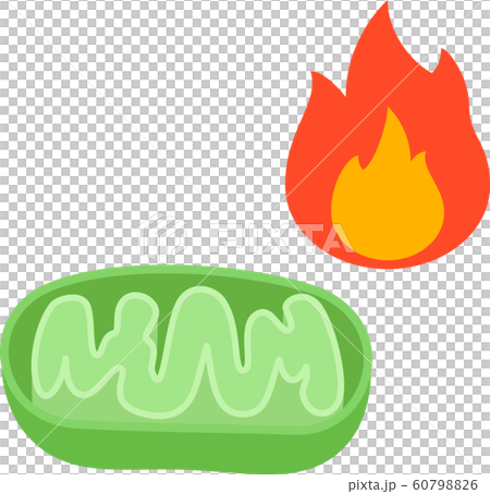 ミトコンドリアと炎 ミトコンドリアと炎 60798826