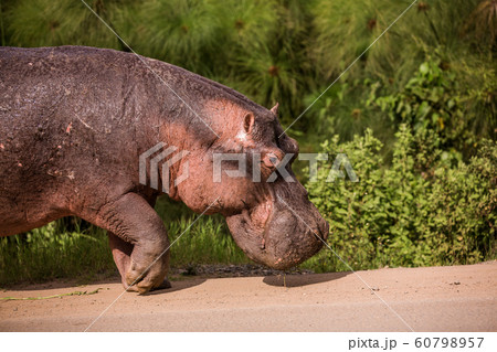 a huge Hippo walks along the road with public transport and chews grass. This is a rarity as hippos usually sit in the water during the day a huge Hippo walks along the road with public transport and chews grass. This is a rarity as hippos usually sit in the water during the day 60798957