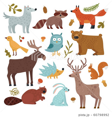 Forest animals. Wolf, raccoon and fox, bear and owl, deer, squirrel and hedgehog, hare and beaver, elk. Wildlife vector isolated set Forest animals. Wolf, raccoon and fox, bear and owl, deer, squirrel and hedgehog, hare and beaver, elk. Wildlife vector isolated set 60798992
