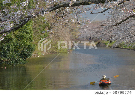 福岡堰　桜 60799574