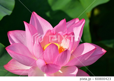 蓮華 蓮華 60800423