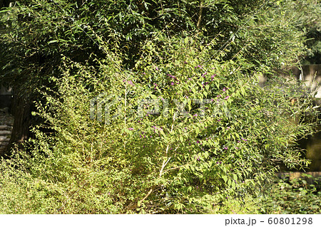 ムラサキシキブ ムラサキシキブ 60801298