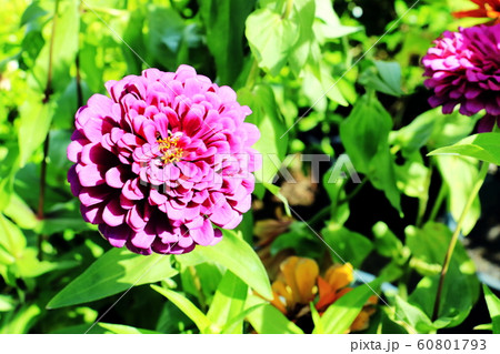 Close up of Zinnia flower.Zinnia flower in the garden.Thailand Zinnia. 60801793